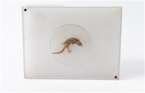 Image description is not available for 2011.80.1